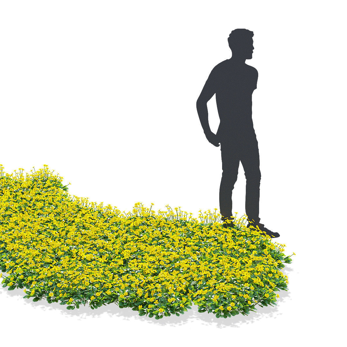 Coreopsis auriculata nana flower 3D model_3