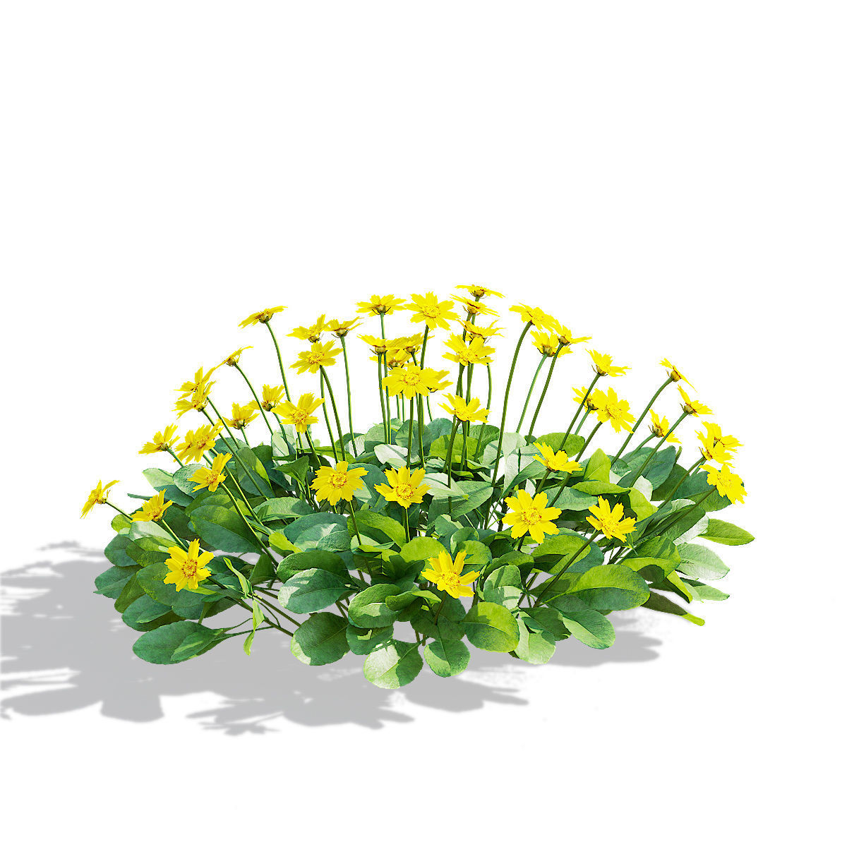 Coreopsis auriculata nana flower 3D model_11