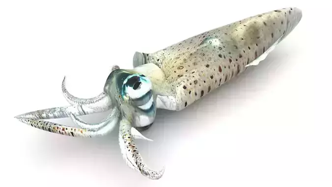 Squid 3D model