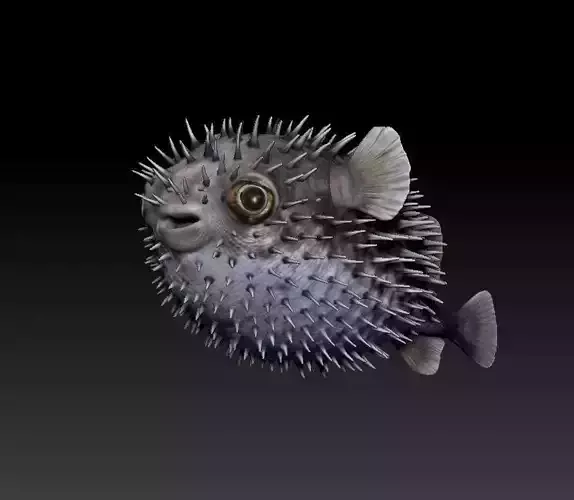 Diodon Puffer fish 3D print model
