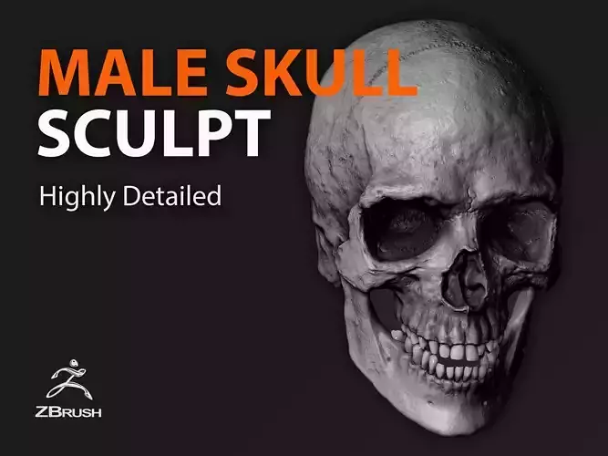 skeleton head 3d model 3D model