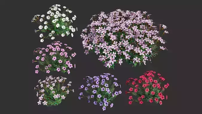 Phlox subulata flower in 5 variations with free tutorial Low-poly 3D model