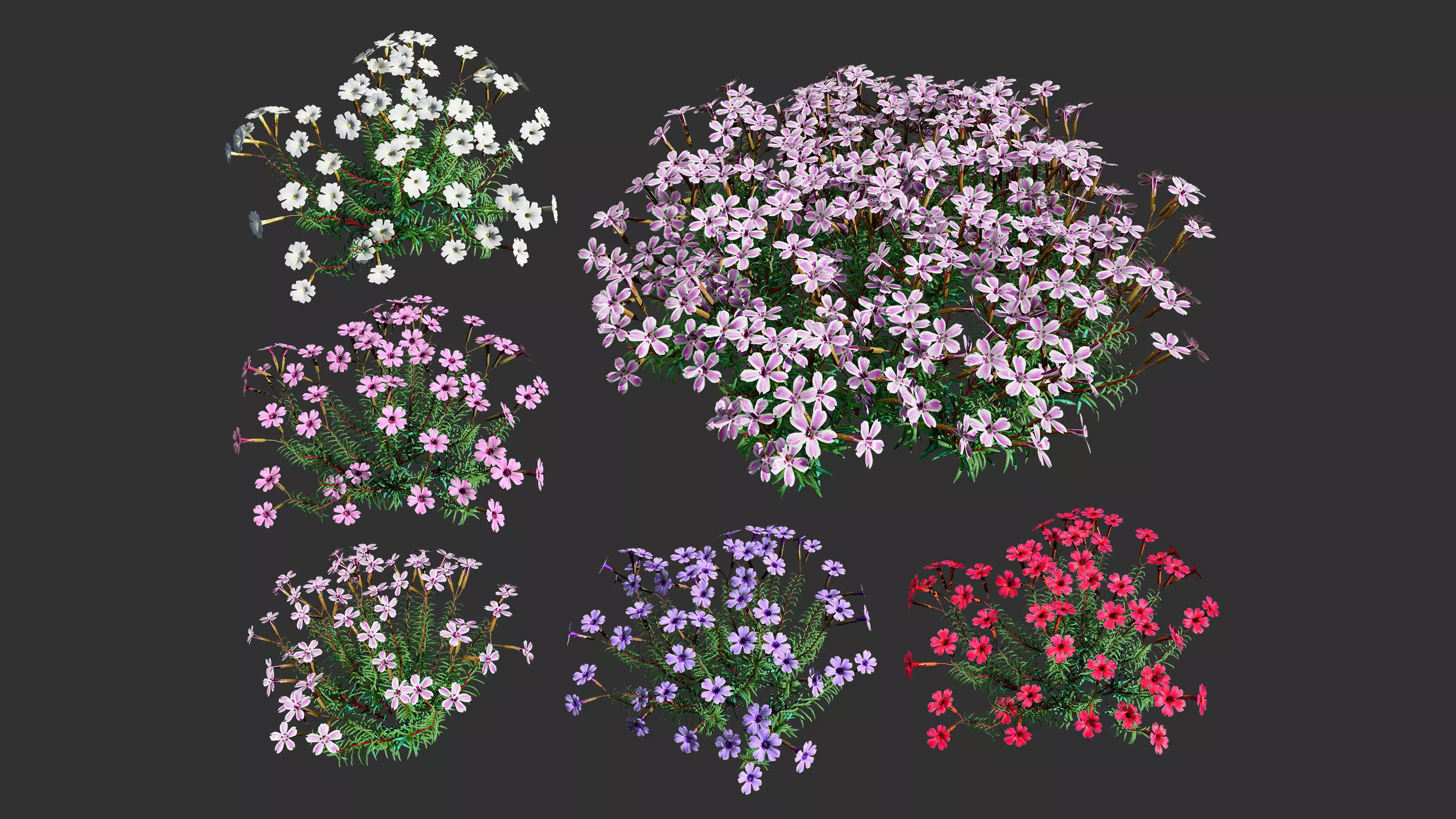 Phlox subulata flower in 5 variations with free tutorial Low-poly 3D model