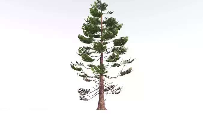 EVERYPlant Walchia LowPoly 2 --16 Models-- Low-poly 3D model