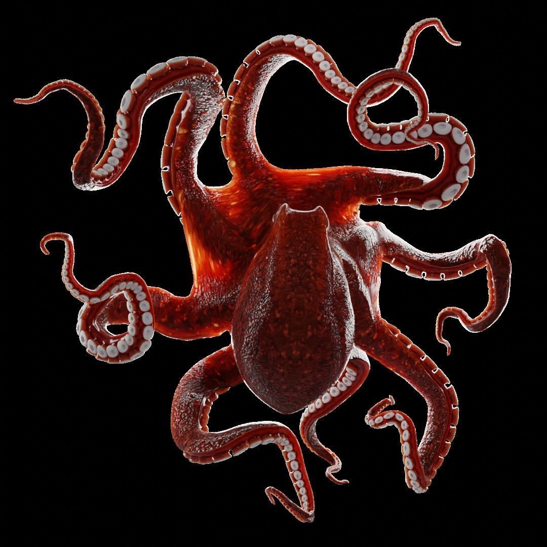 Animated Octopus Low-poly 3D model_12
