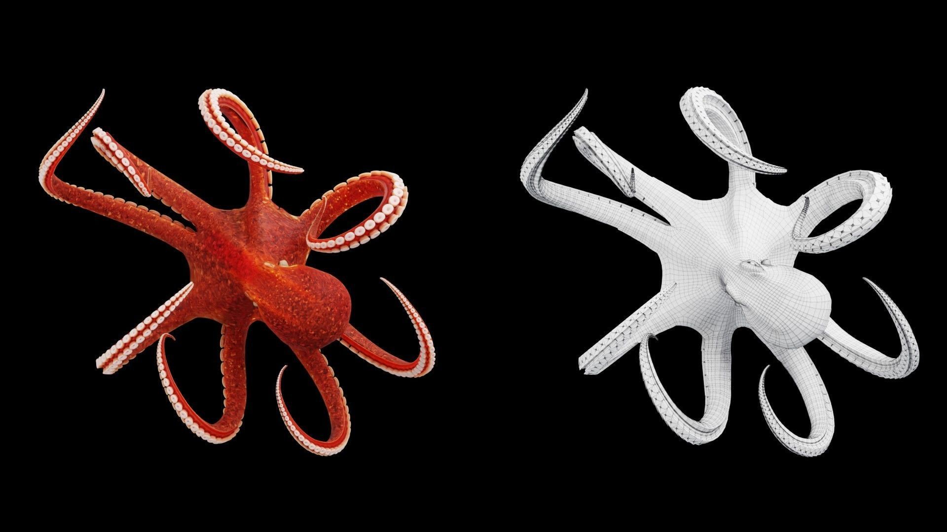 Animated Octopus Low-poly 3D model_7