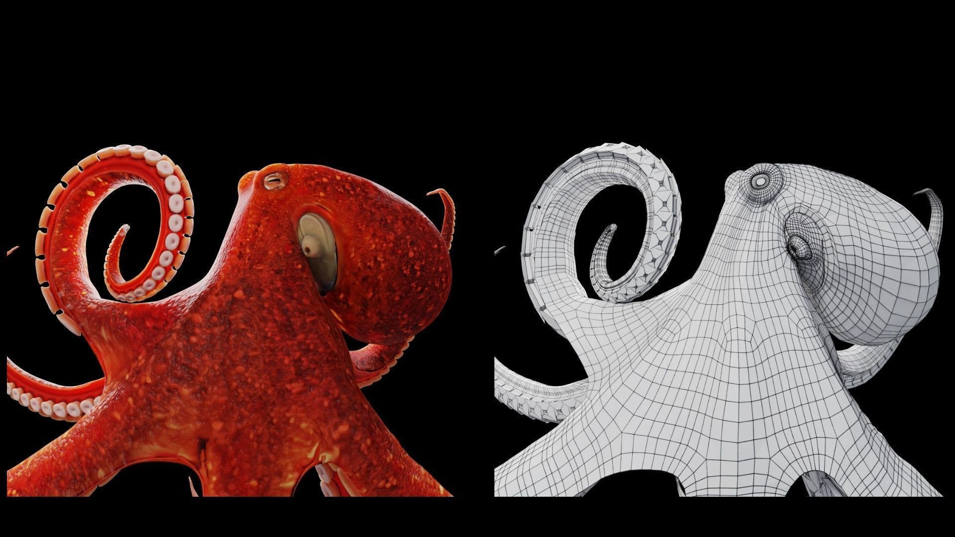 Animated Octopus Low-poly 3D model_4