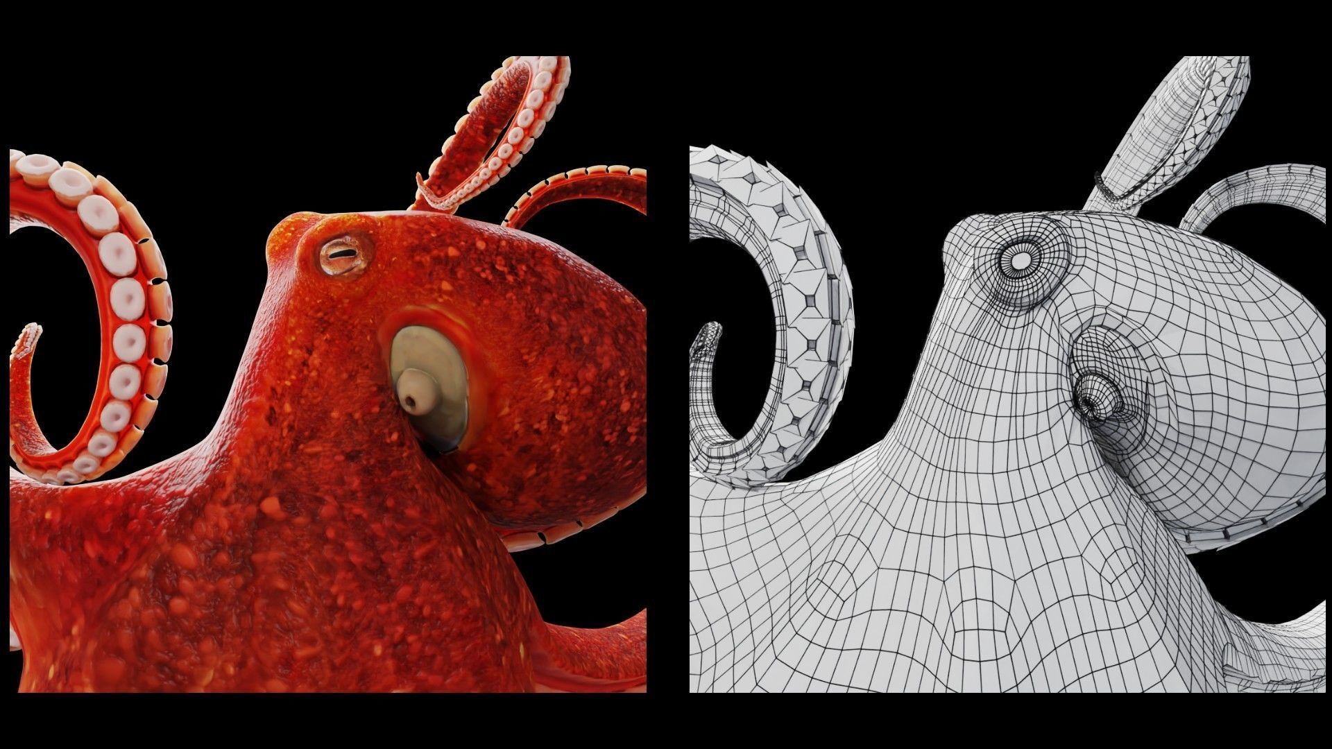 Animated Octopus Low-poly 3D model_8