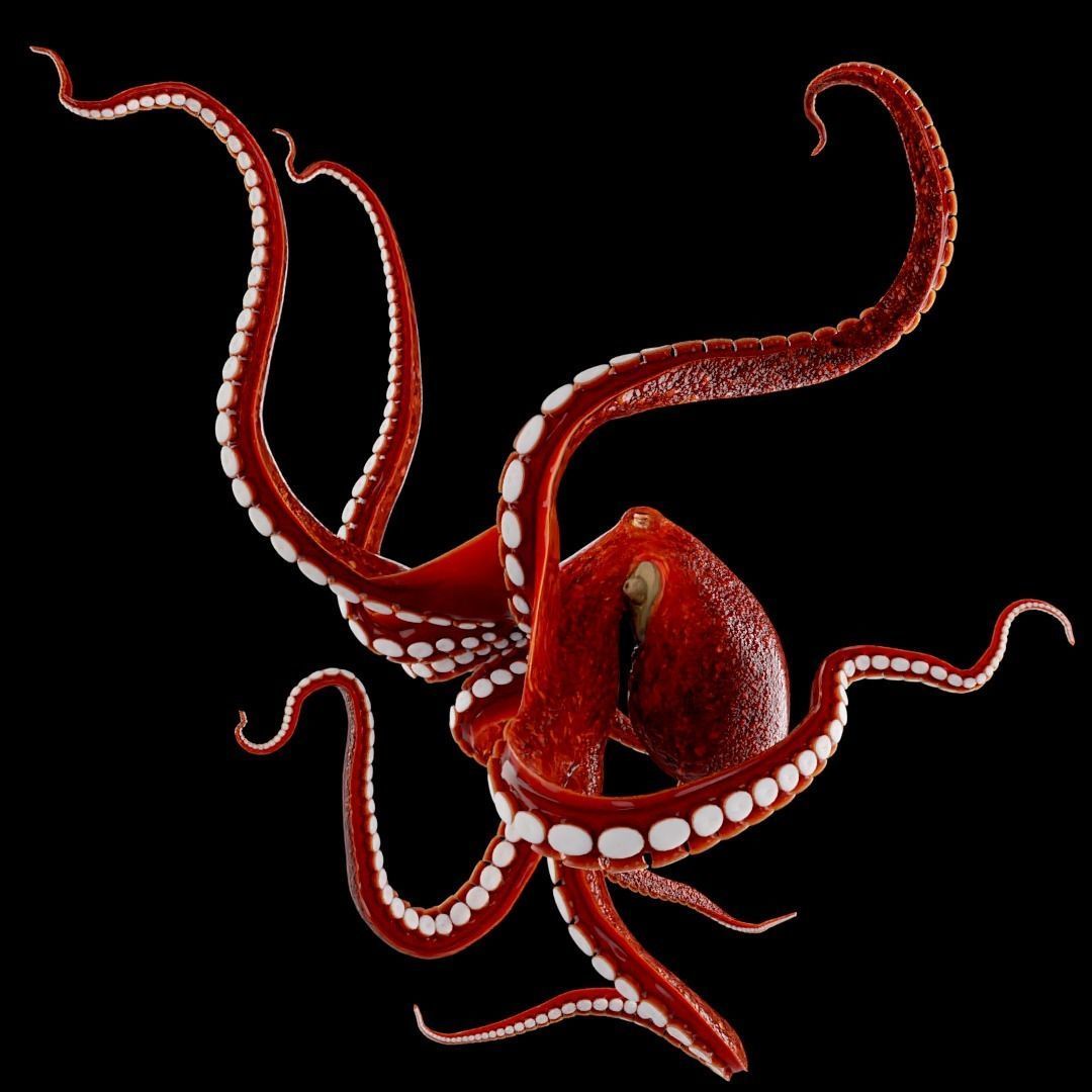 Animated Octopus Low-poly 3D model_15