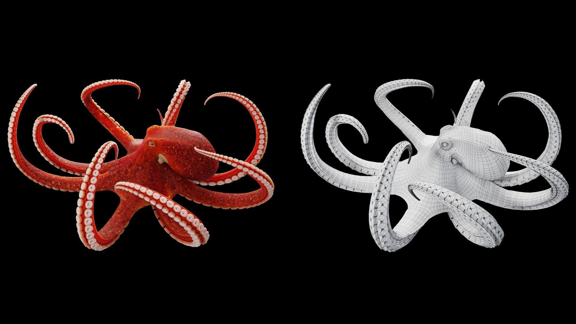 Animated Octopus Low-poly 3D model_2