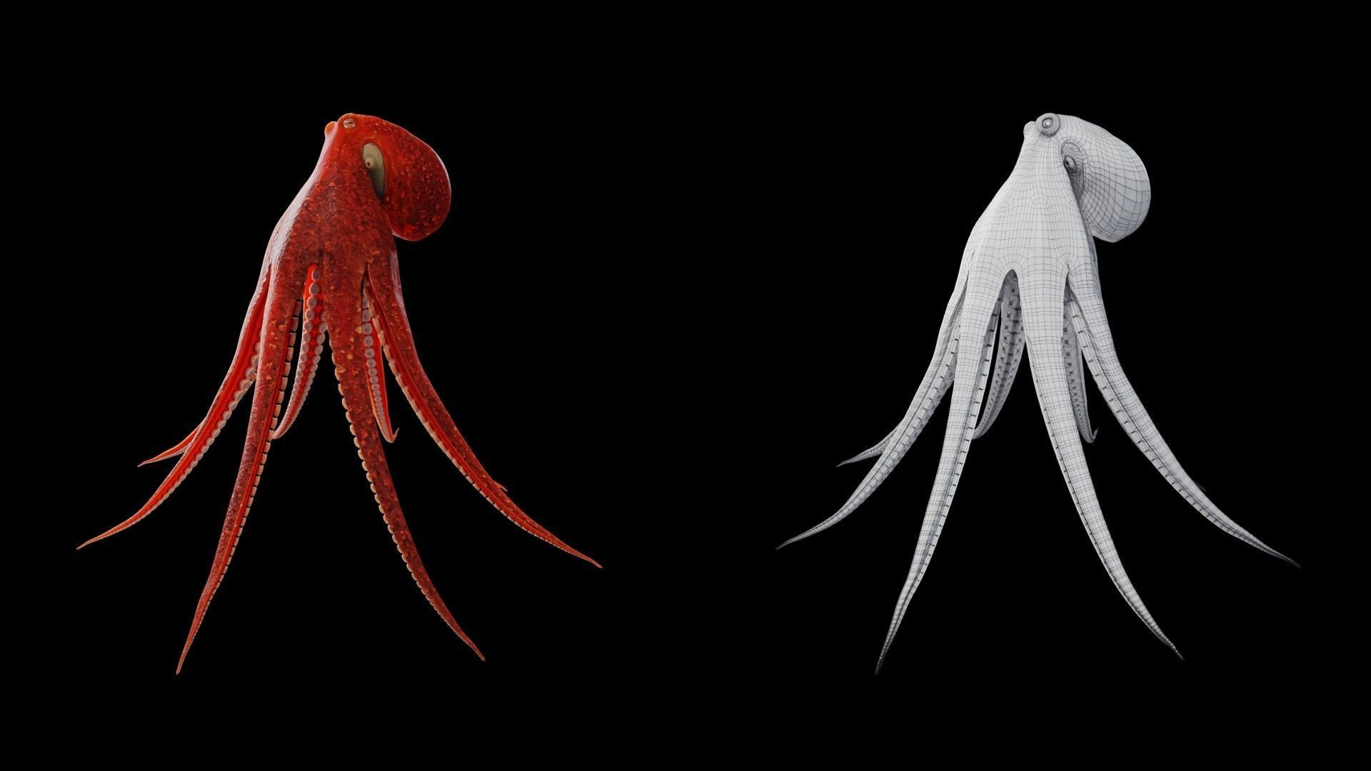 Animated Octopus Low-poly 3D model_3