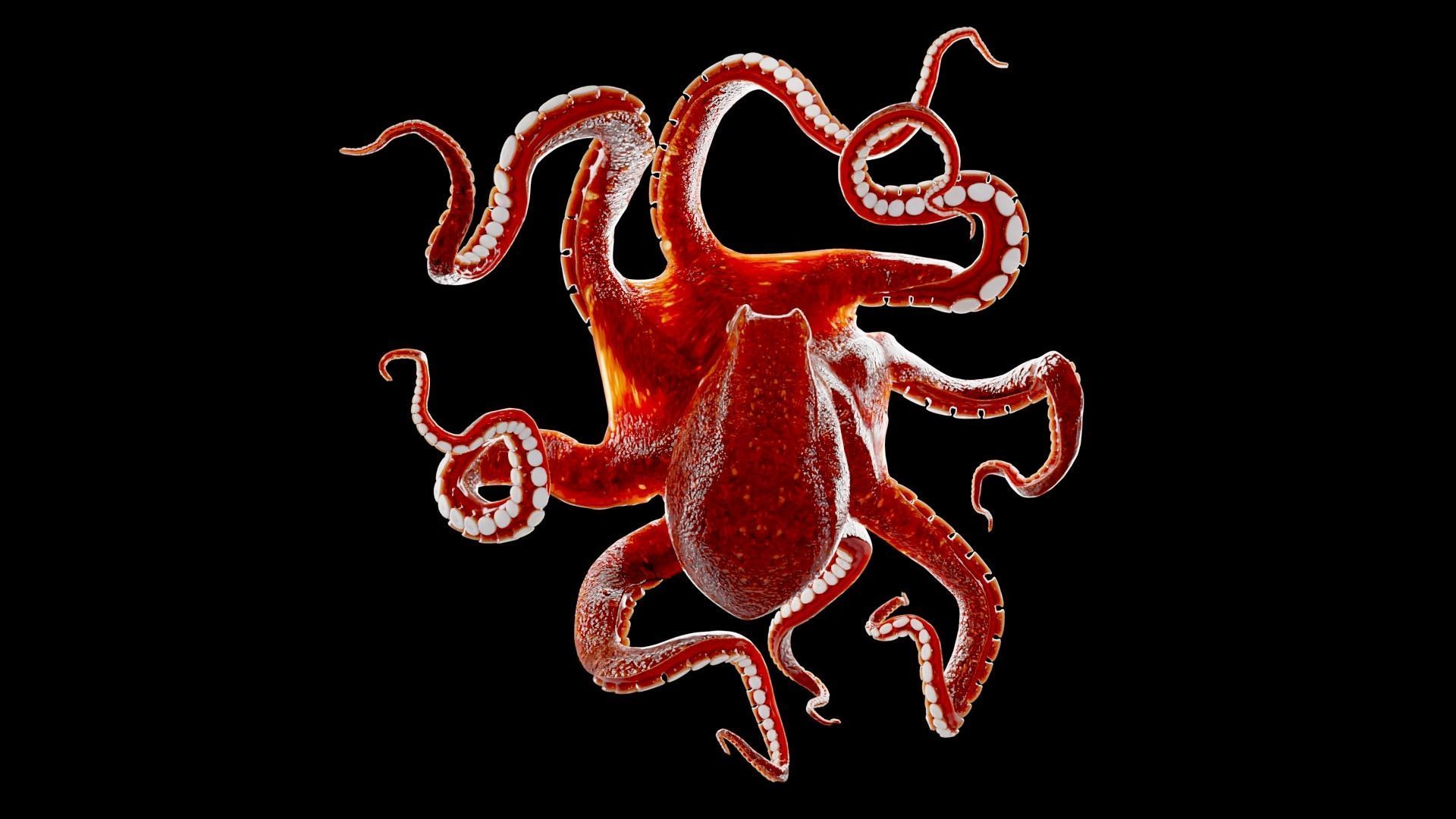 Animated Octopus Low-poly 3D model_11