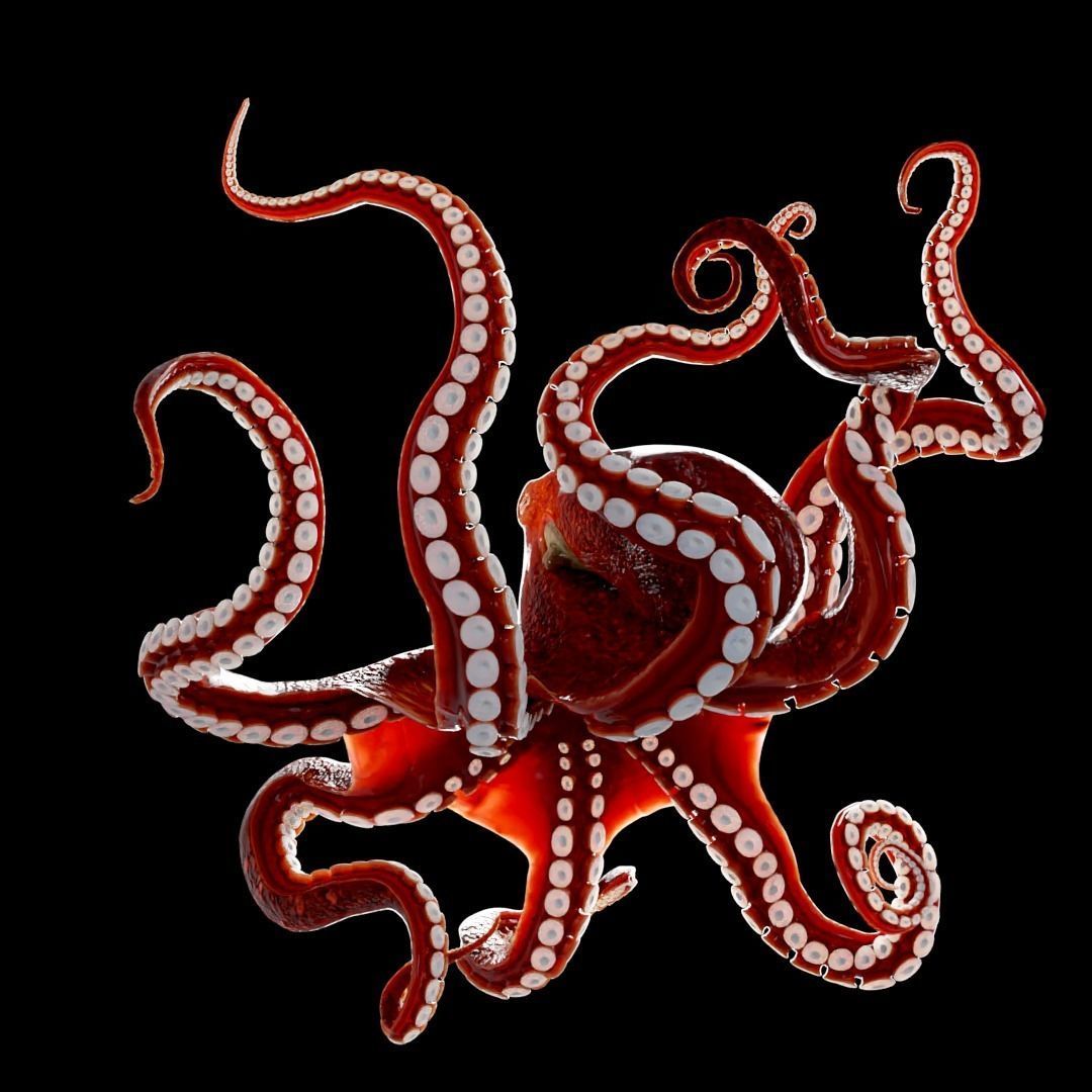 Animated Octopus Low-poly 3D model_16