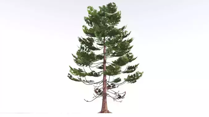 EVERYPlant Walchia LowPoly 3 --16 Models-- Low-poly 3D model