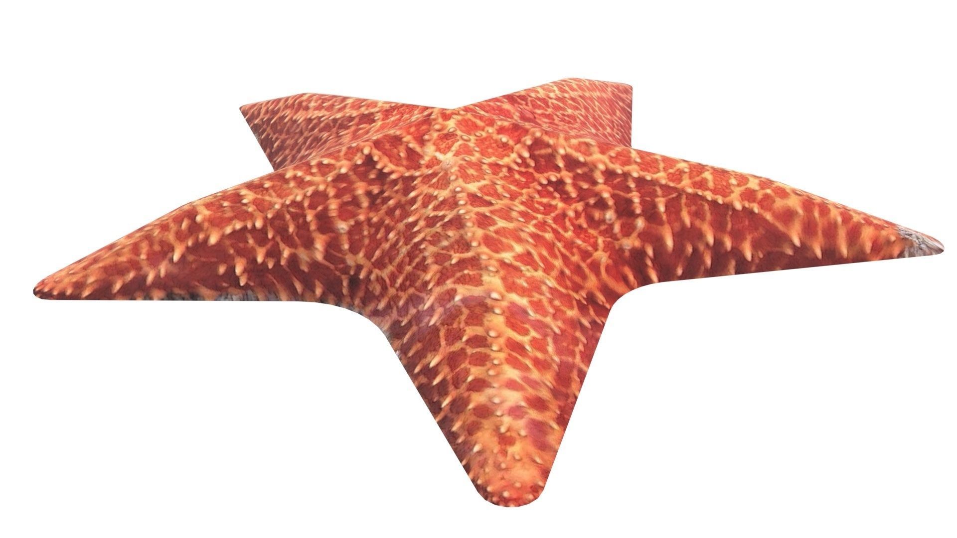 Starfish 3D model_8