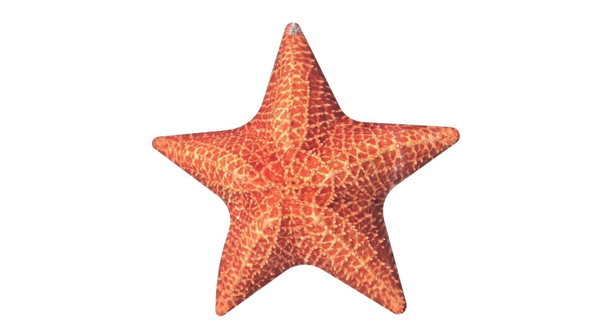 Starfish 3D model_11