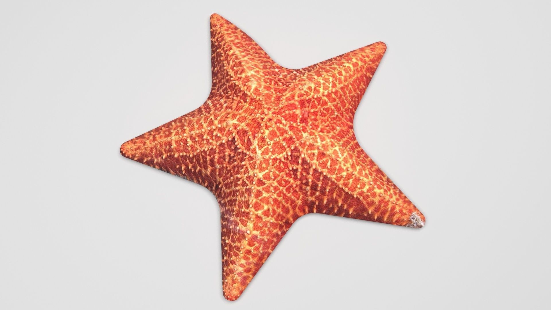 Starfish 3D model_5