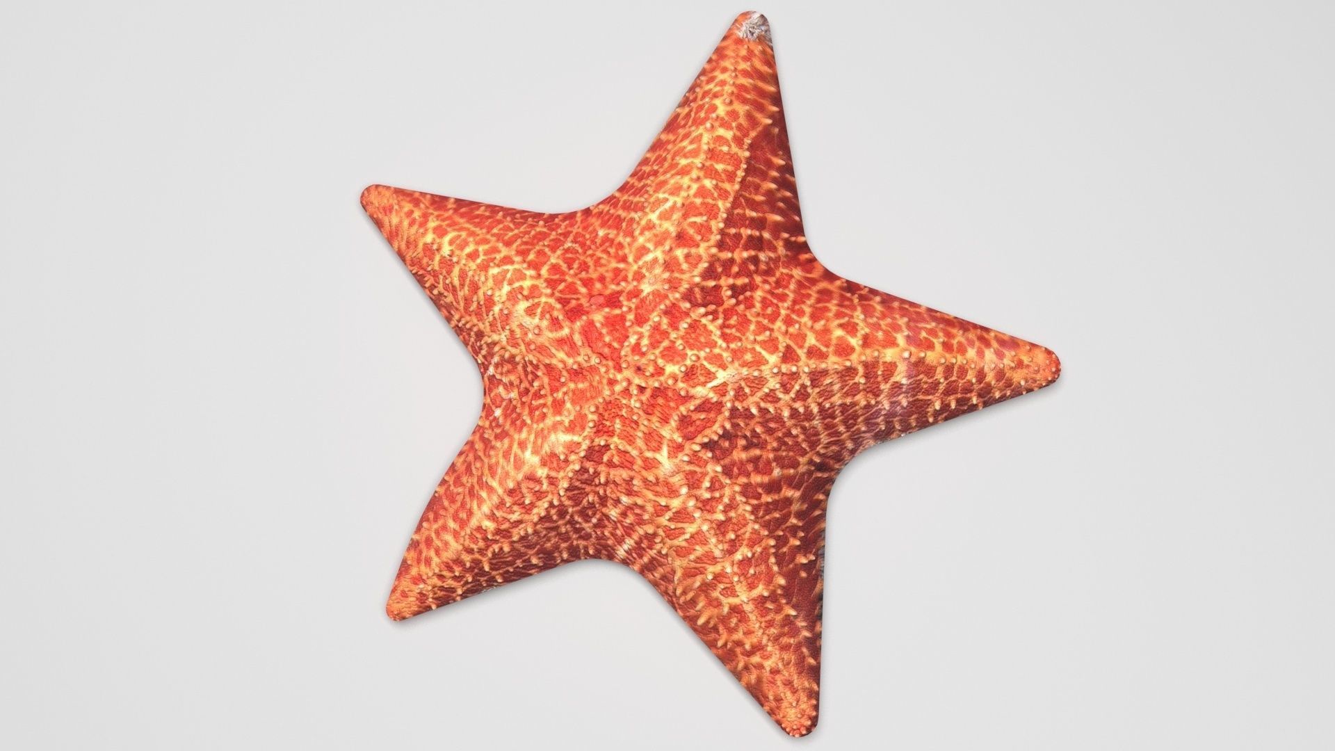 Starfish 3D model_3