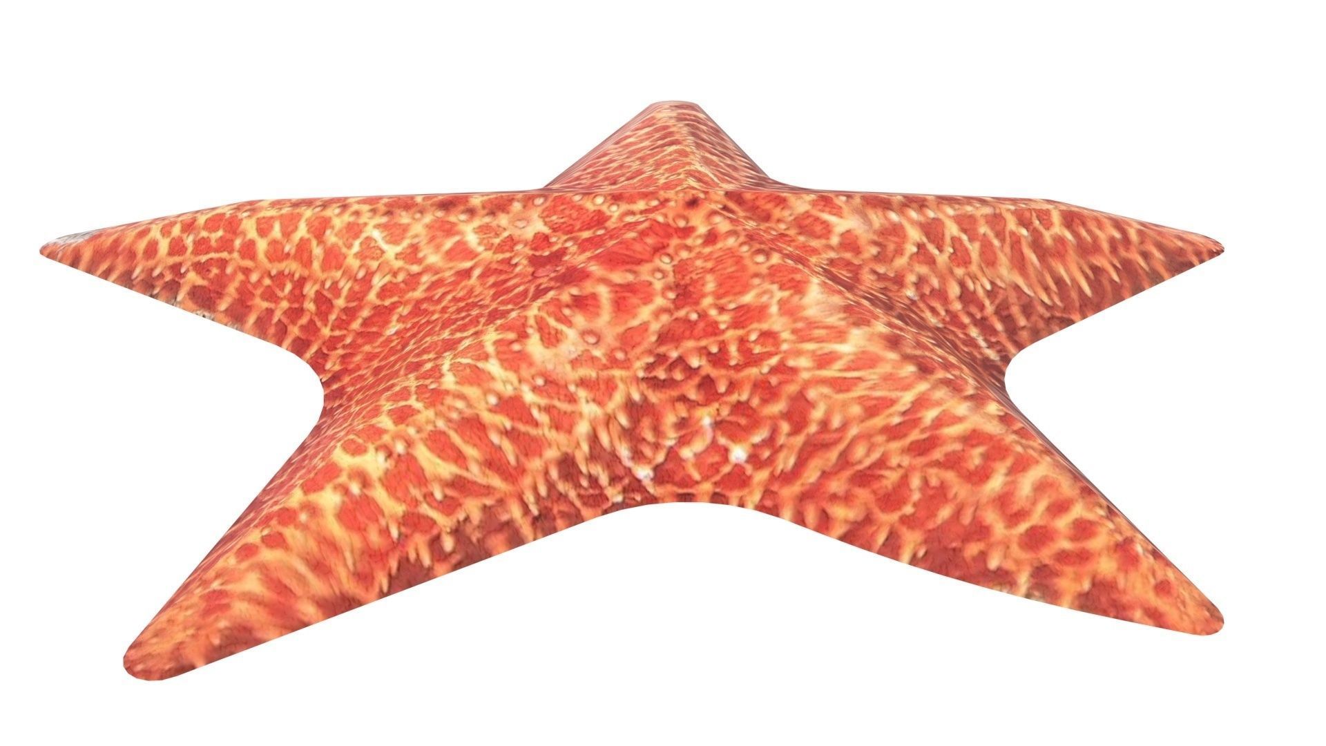 Starfish 3D model_10