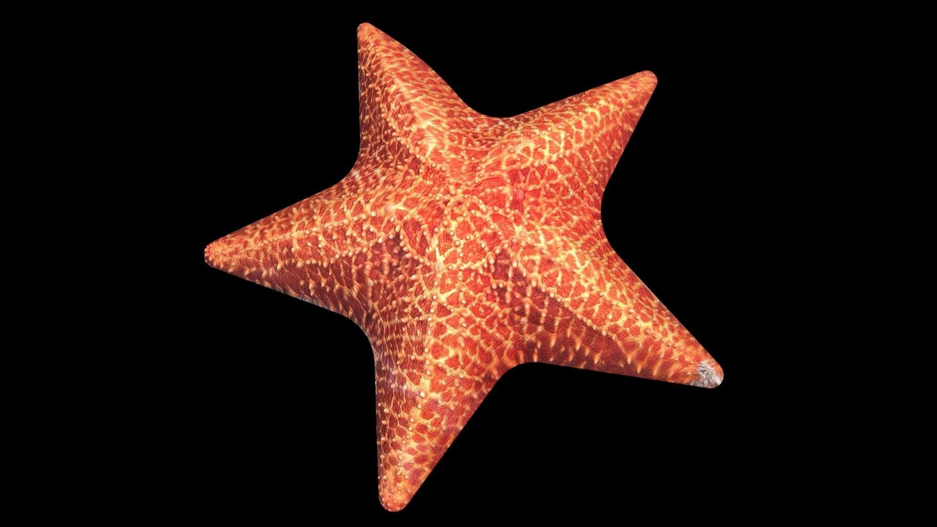Starfish 3D model_7