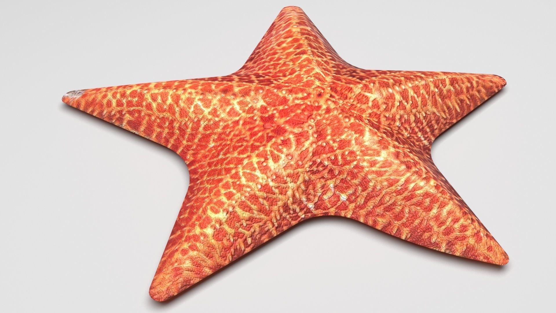 Starfish 3D model_2