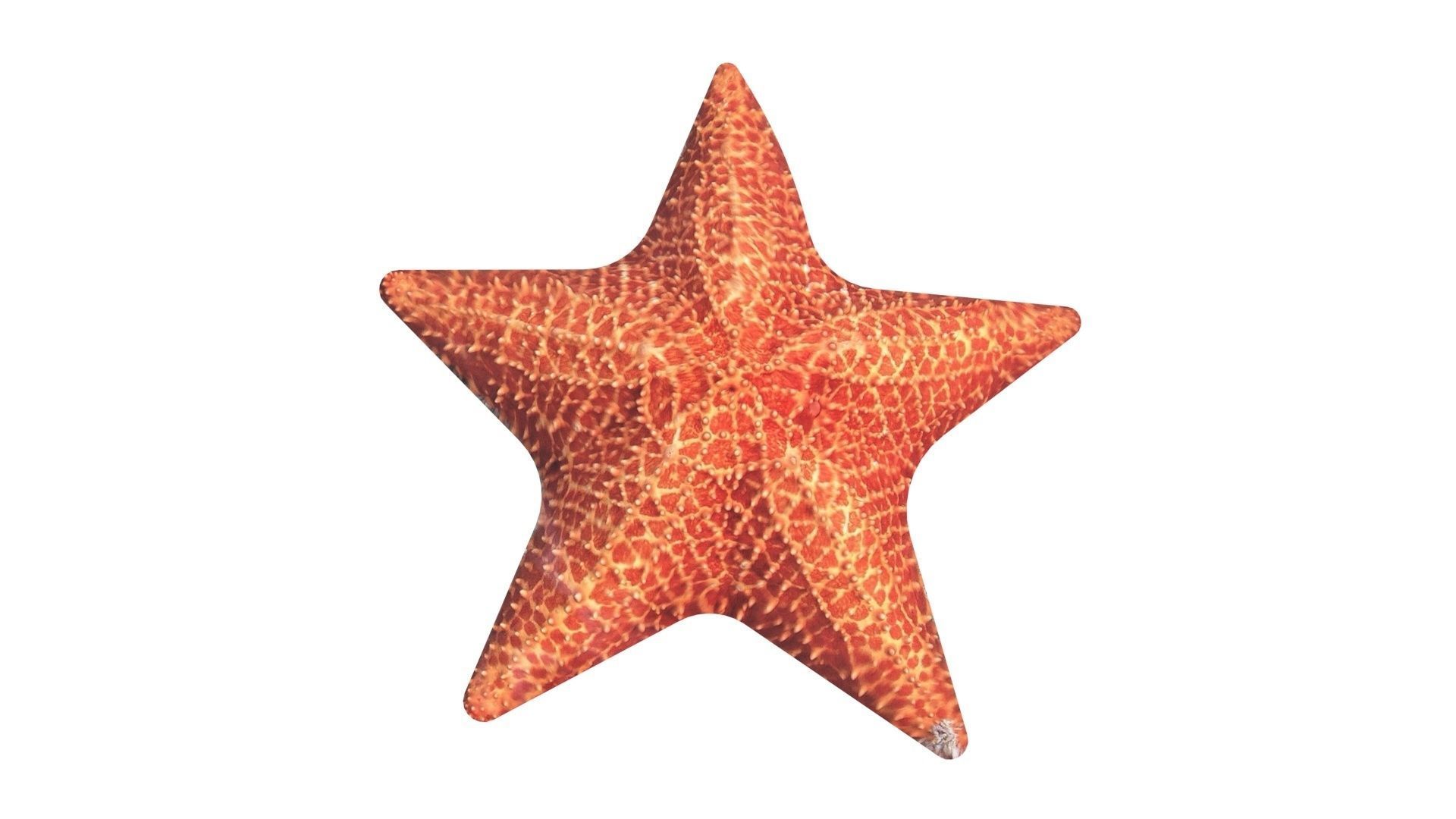 Starfish 3D model_13