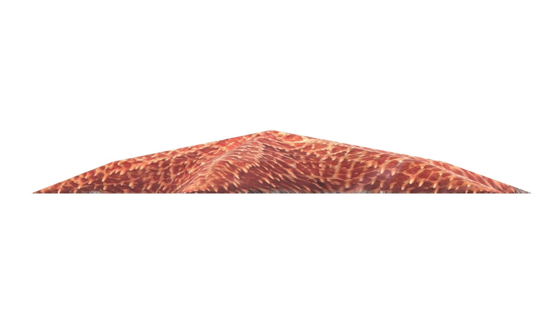 Starfish 3D model_15