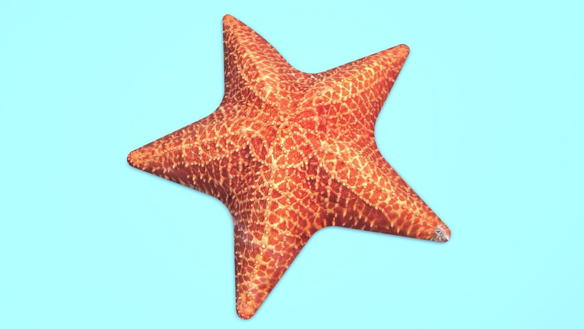 Starfish 3D model_6
