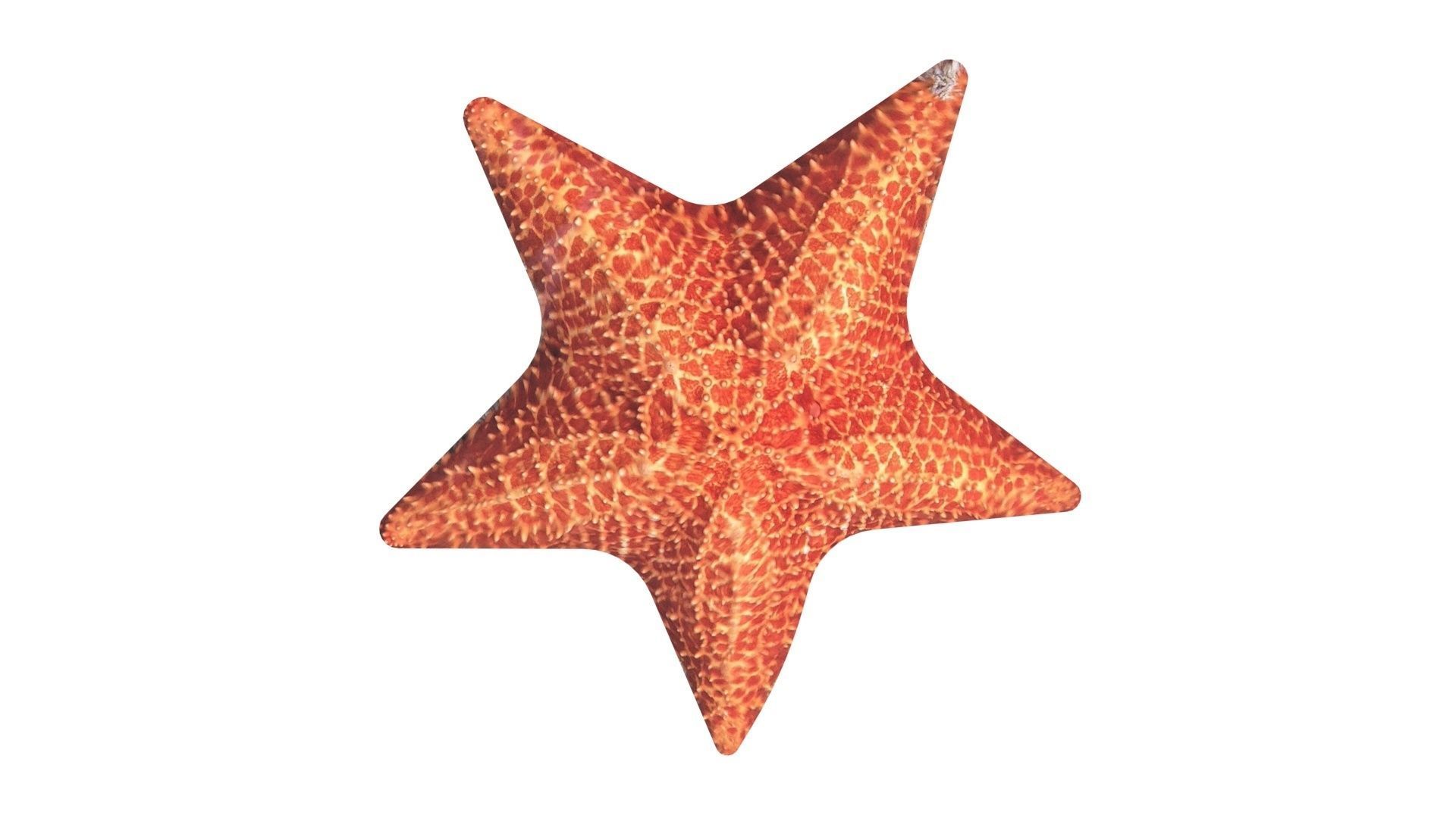 Starfish 3D model_16