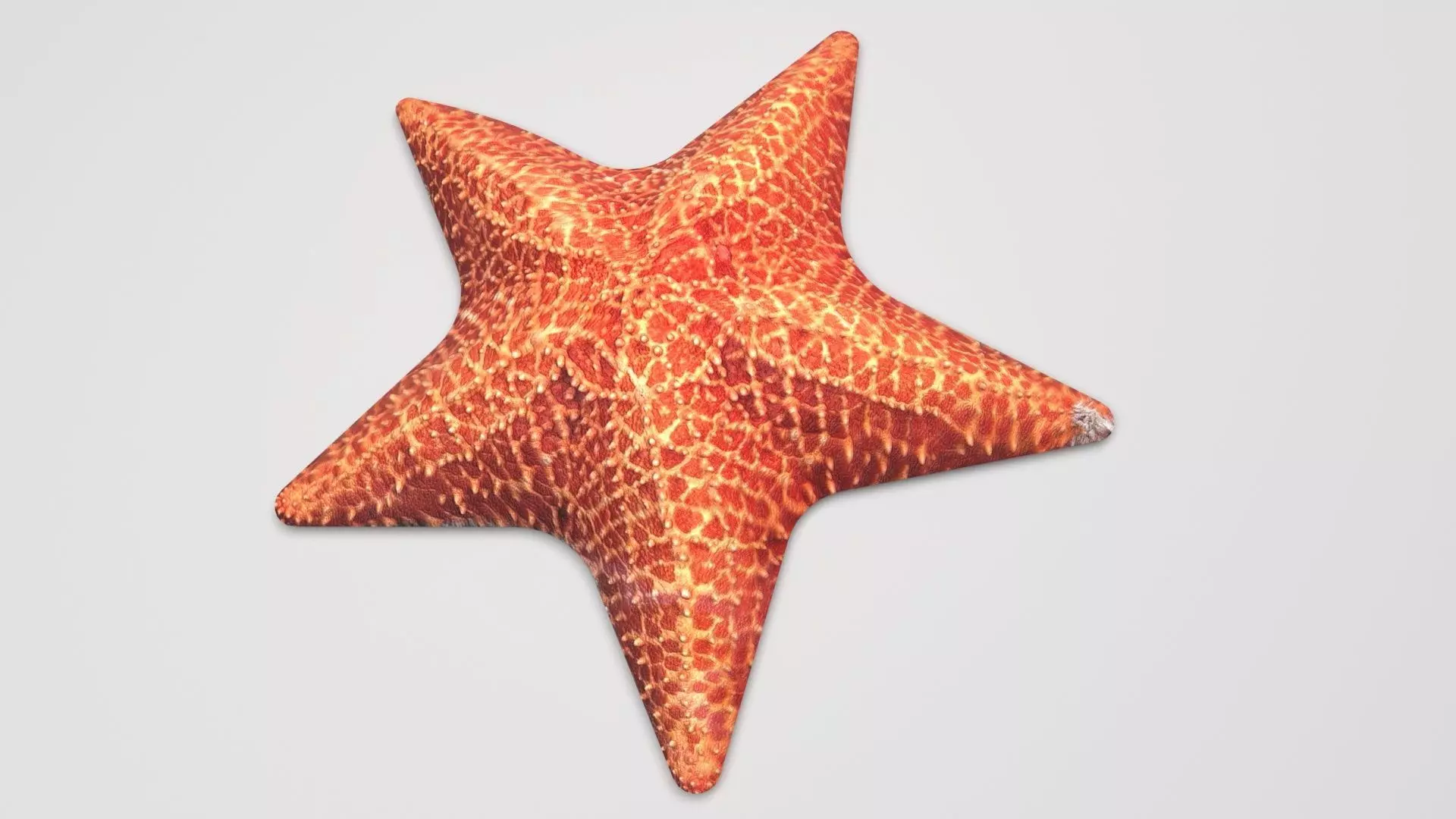 Starfish 3D model_0