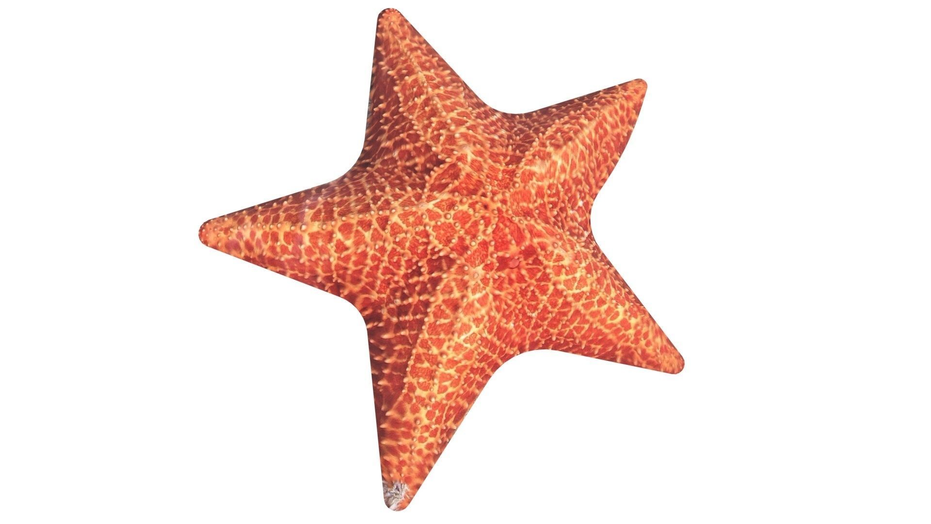Starfish 3D model_9