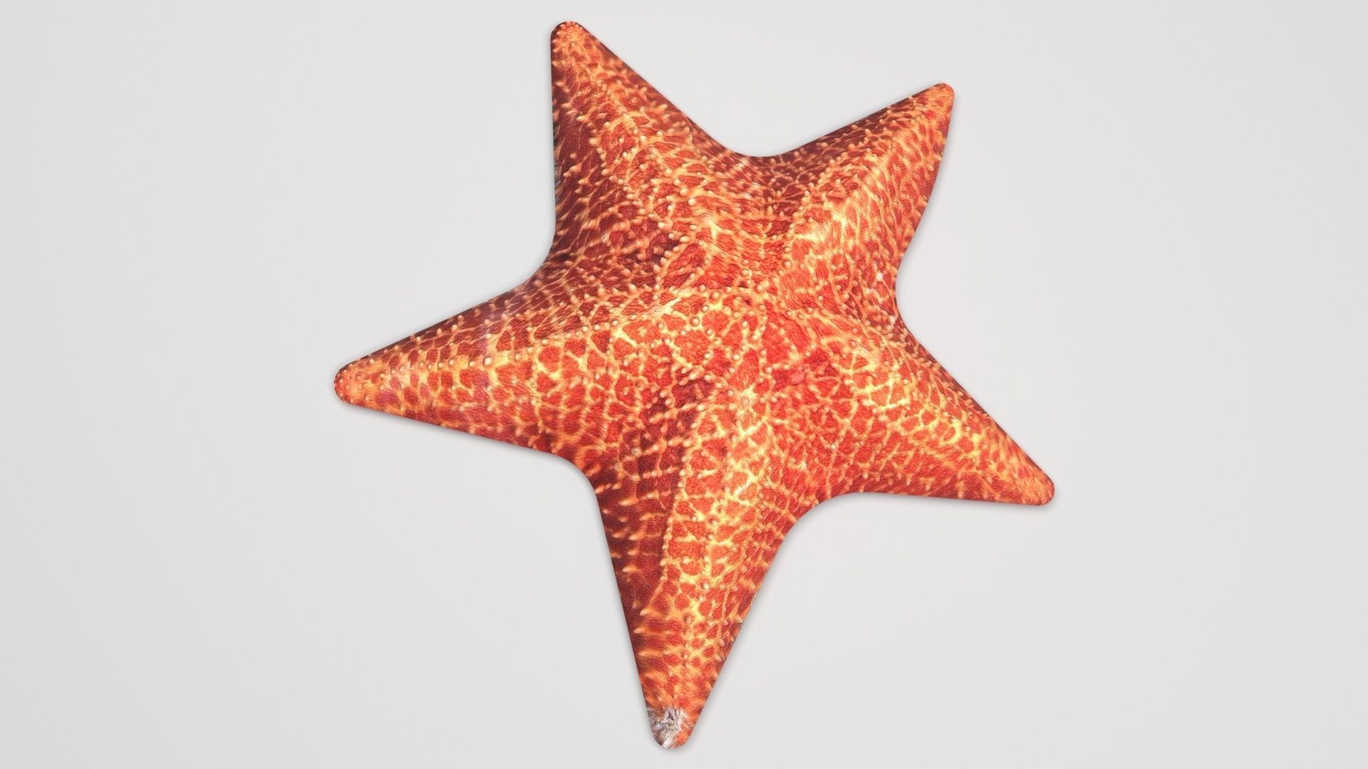 Starfish 3D model_1