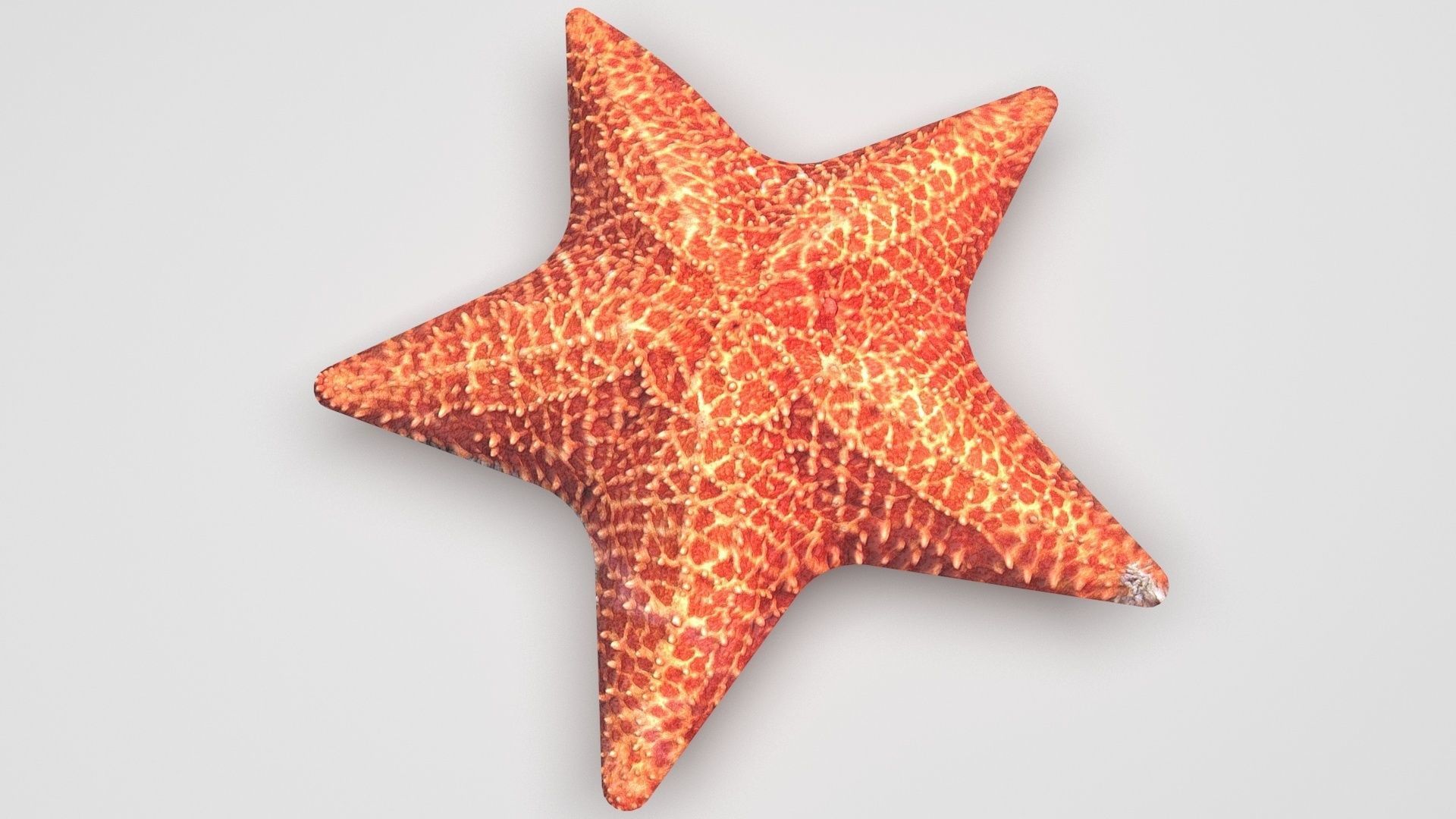 Starfish 3D model_4