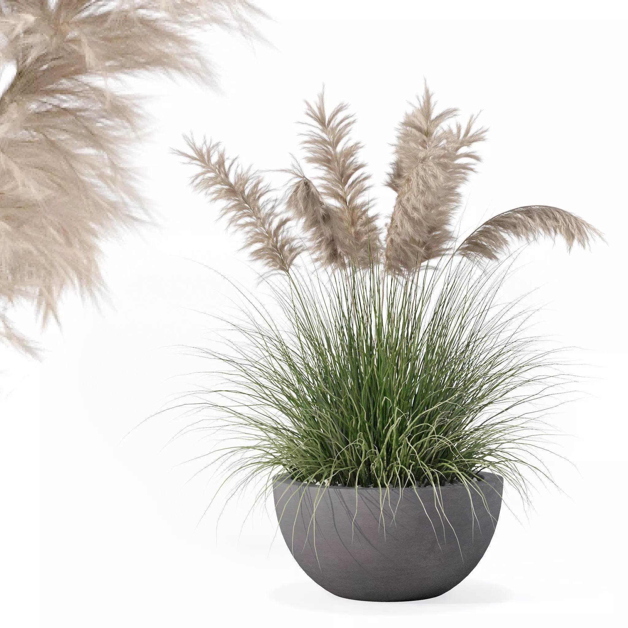 Grass in big flower pot 3D model_0