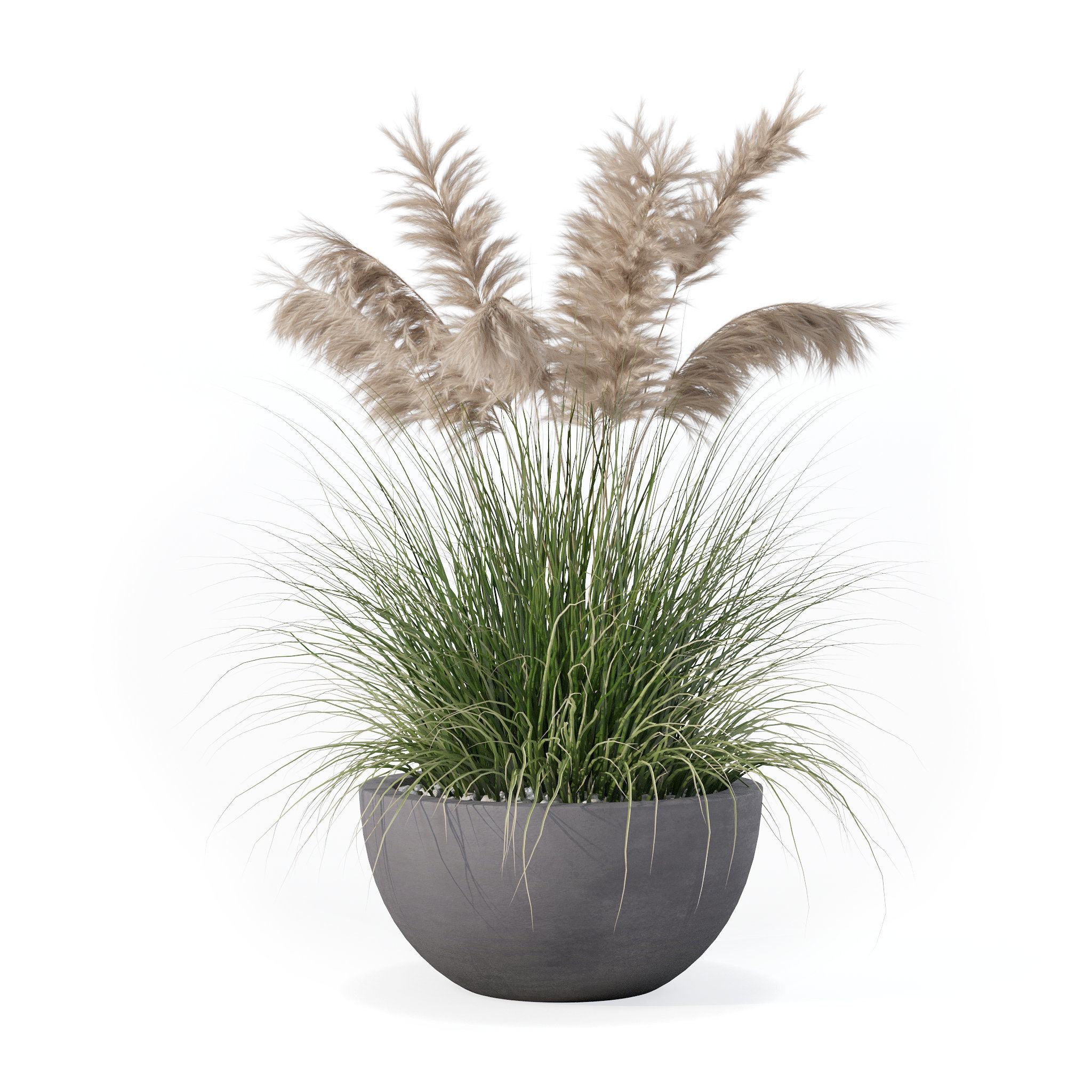 Grass in big flower pot 3D model_2