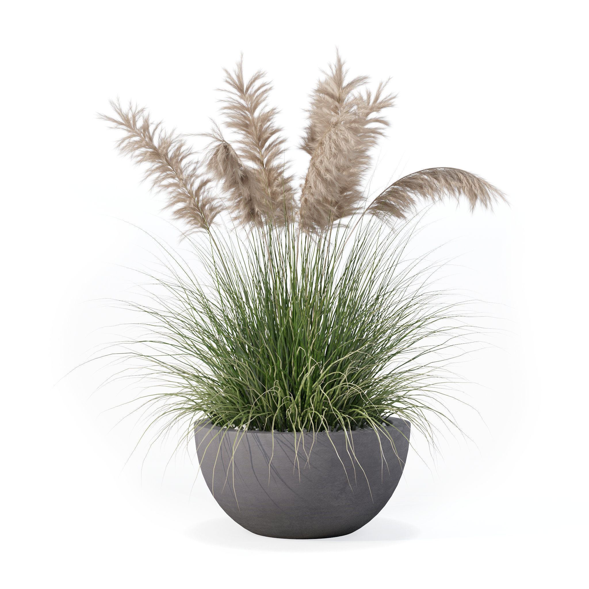 Grass in big flower pot 3D model_3