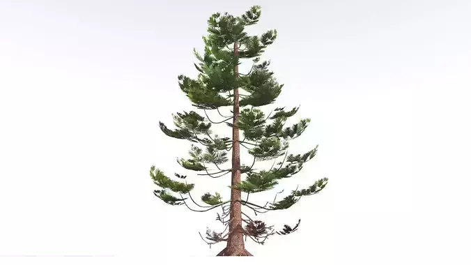 EVERYPlant Walchia LowPoly 4 --16 Models-- Low-poly 3D model