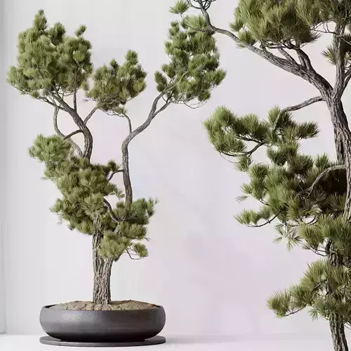 HQ HousePlants Bonsai Pinus Pentaphylla Thunbergii07