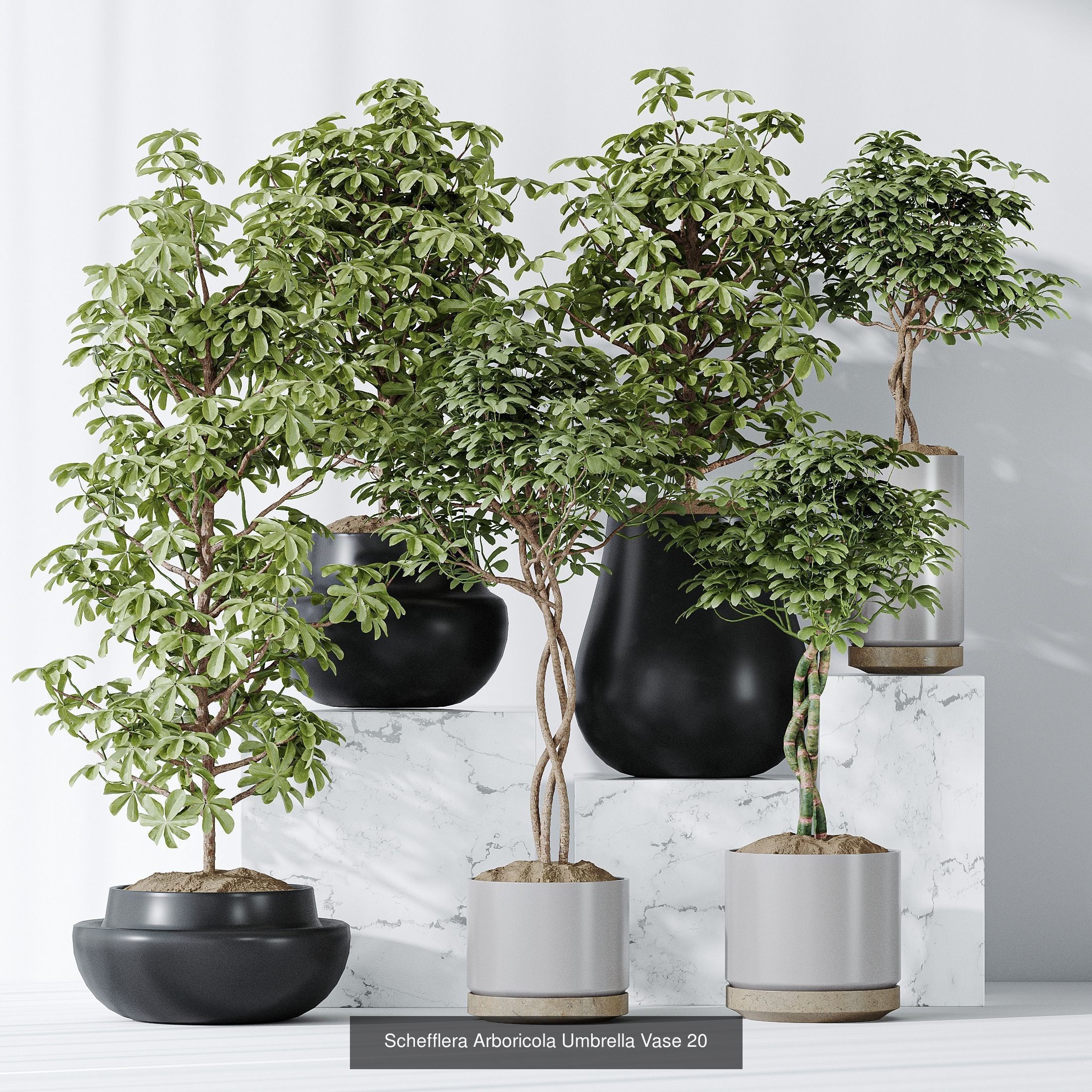 6 Different SETS of Plant Indoor SET VOL117 3D Model Collection_4