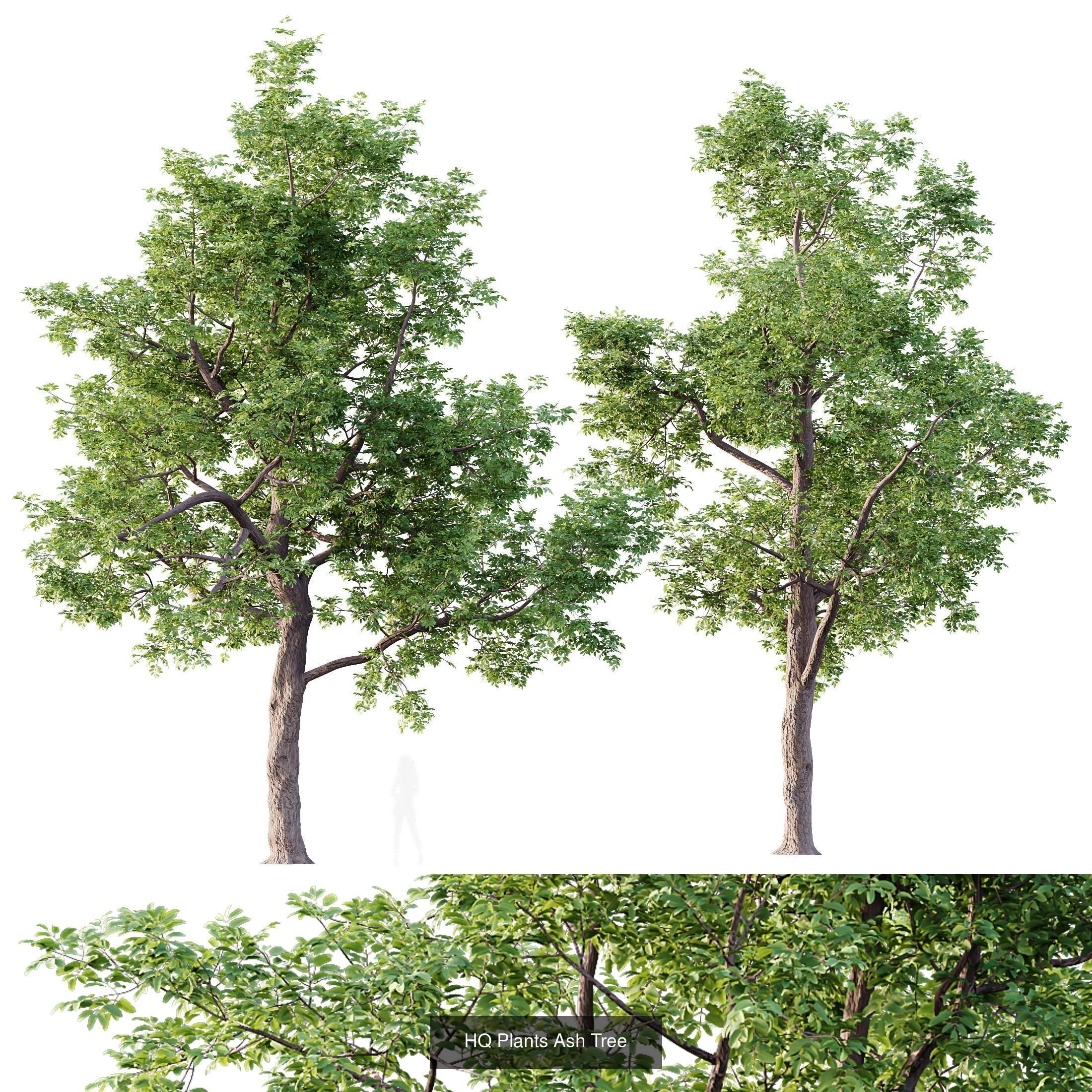 6 Different SETS of Tree SET VOL118 3D Model Collection_6