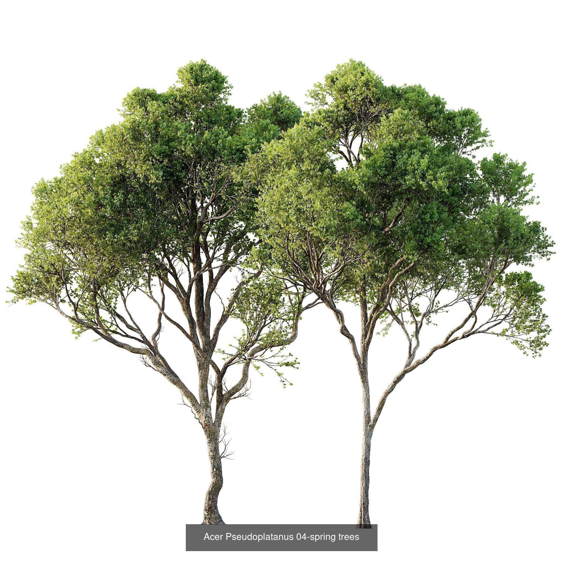 6 Different SETS of Tree SET VOL118 3D Model Collection_3