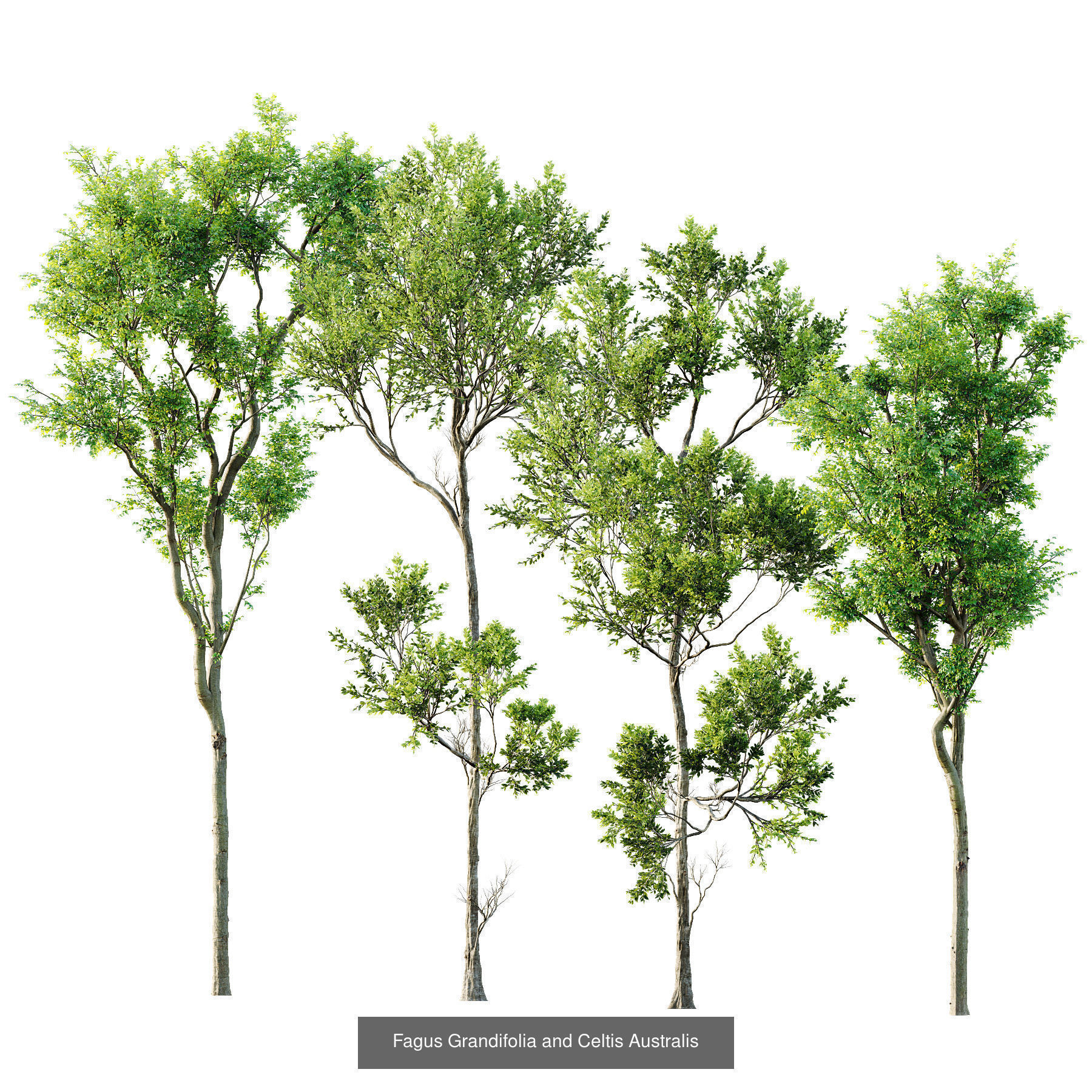 6 Different SETS of Tree SET VOL118 3D Model Collection_4