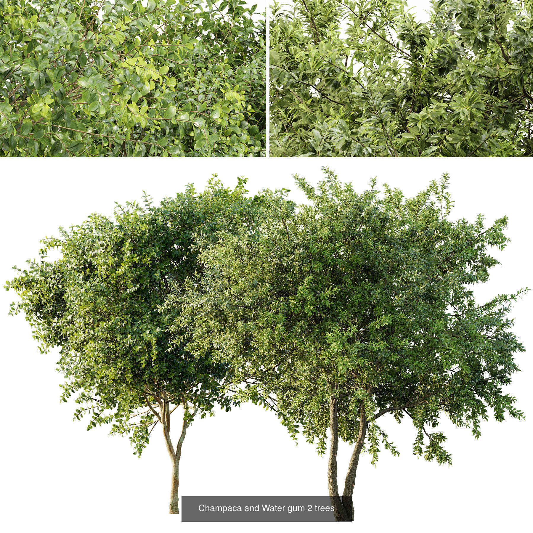 6 Different SETS of Tree SET VOL118 3D Model Collection_5