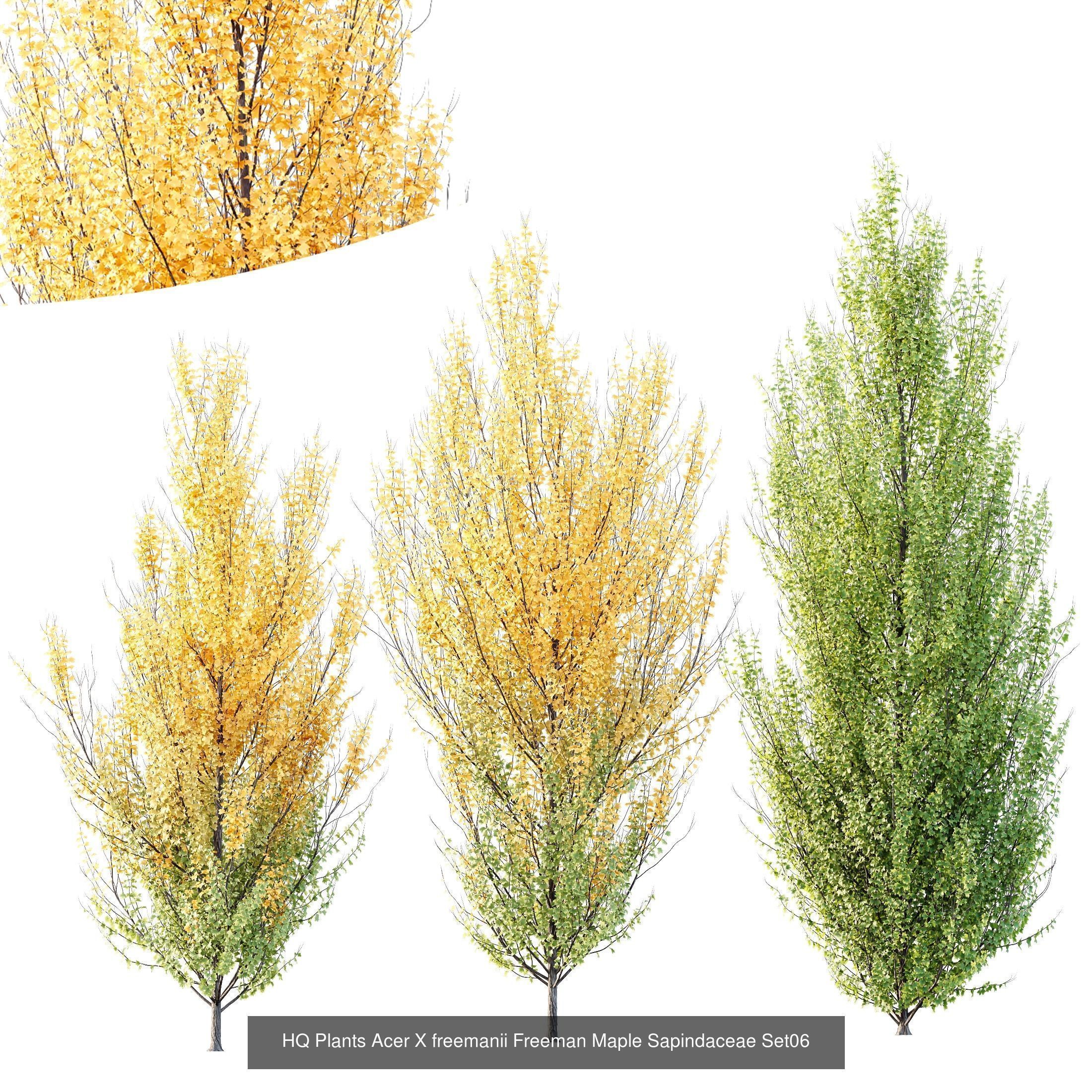 12 Different SETS of Tree SET VOL119 3D Model Collection_4