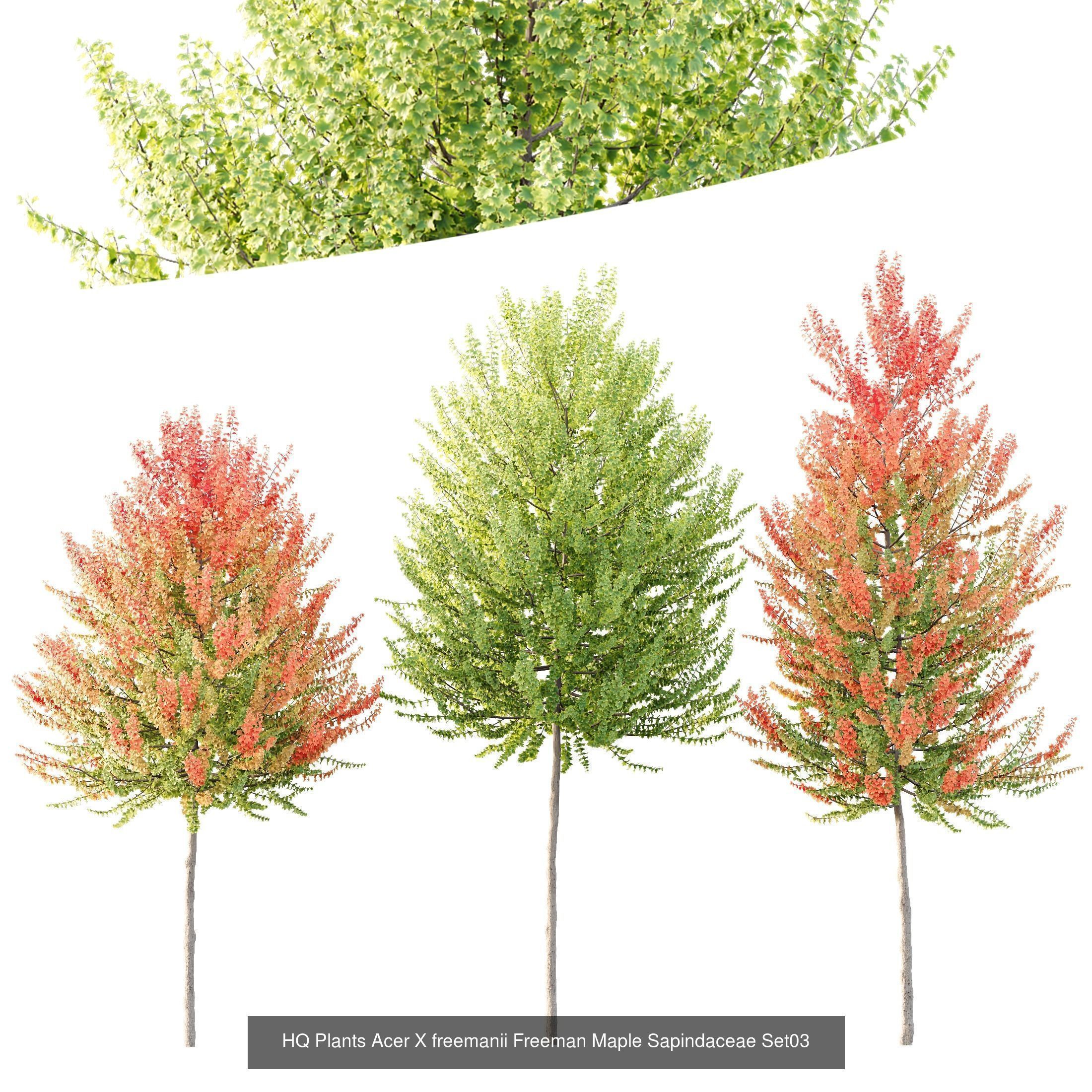 12 Different SETS of Tree SET VOL119 3D Model Collection_6