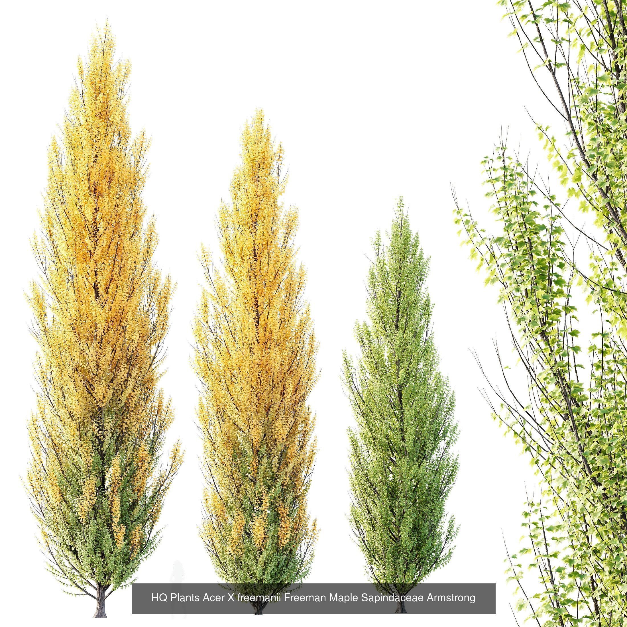 12 Different SETS of Tree SET VOL119 3D Model Collection_5