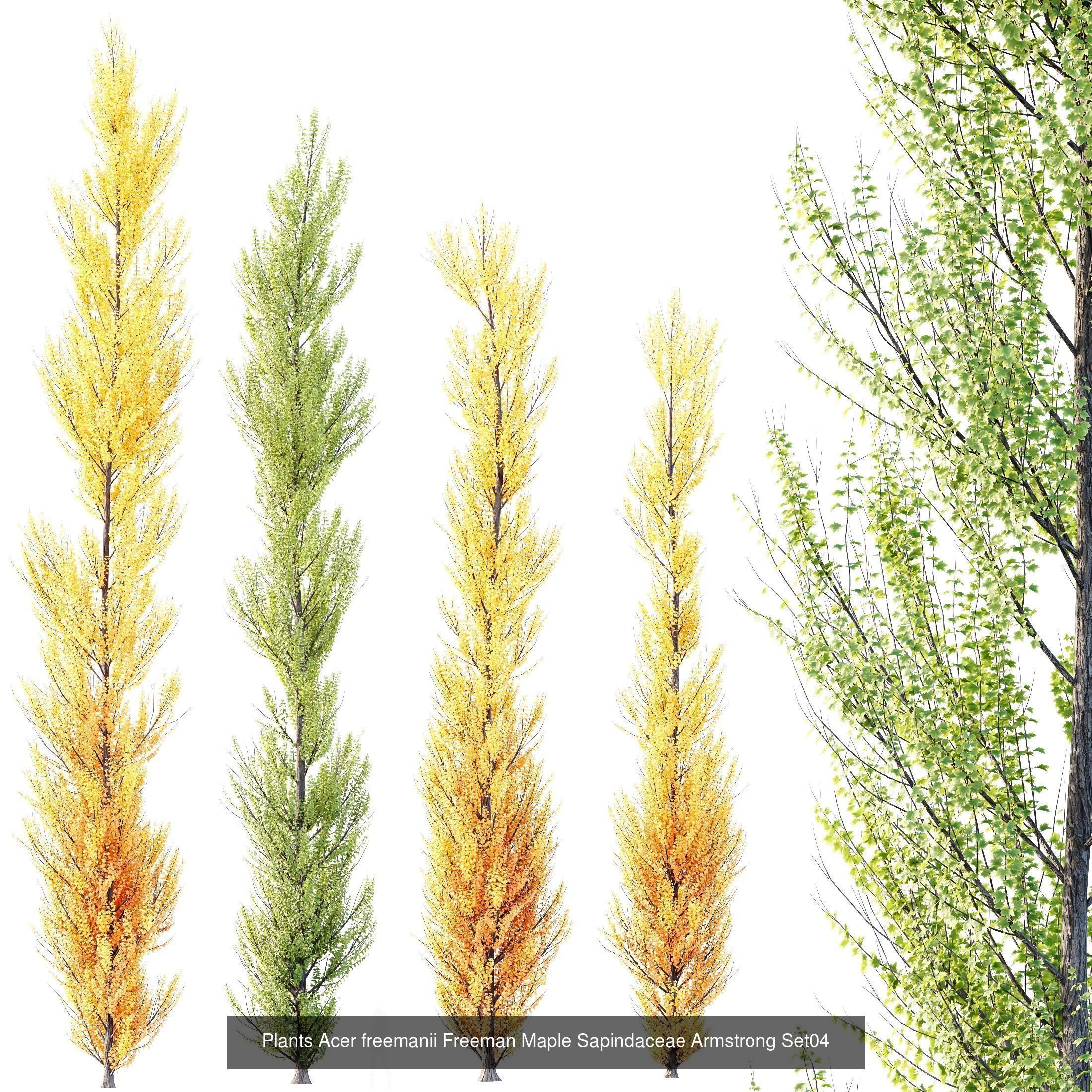 12 Different SETS of Tree SET VOL119 3D Model Collection_9