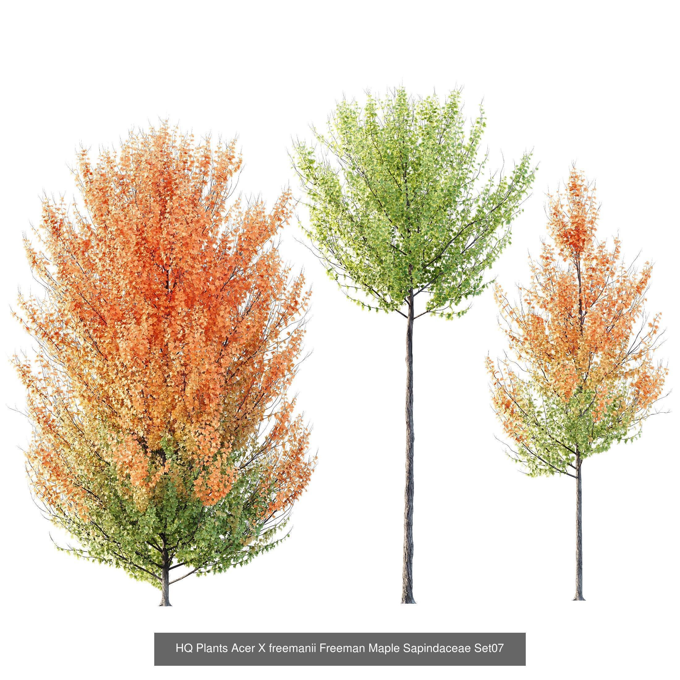 12 Different SETS of Tree SET VOL119 3D Model Collection_8