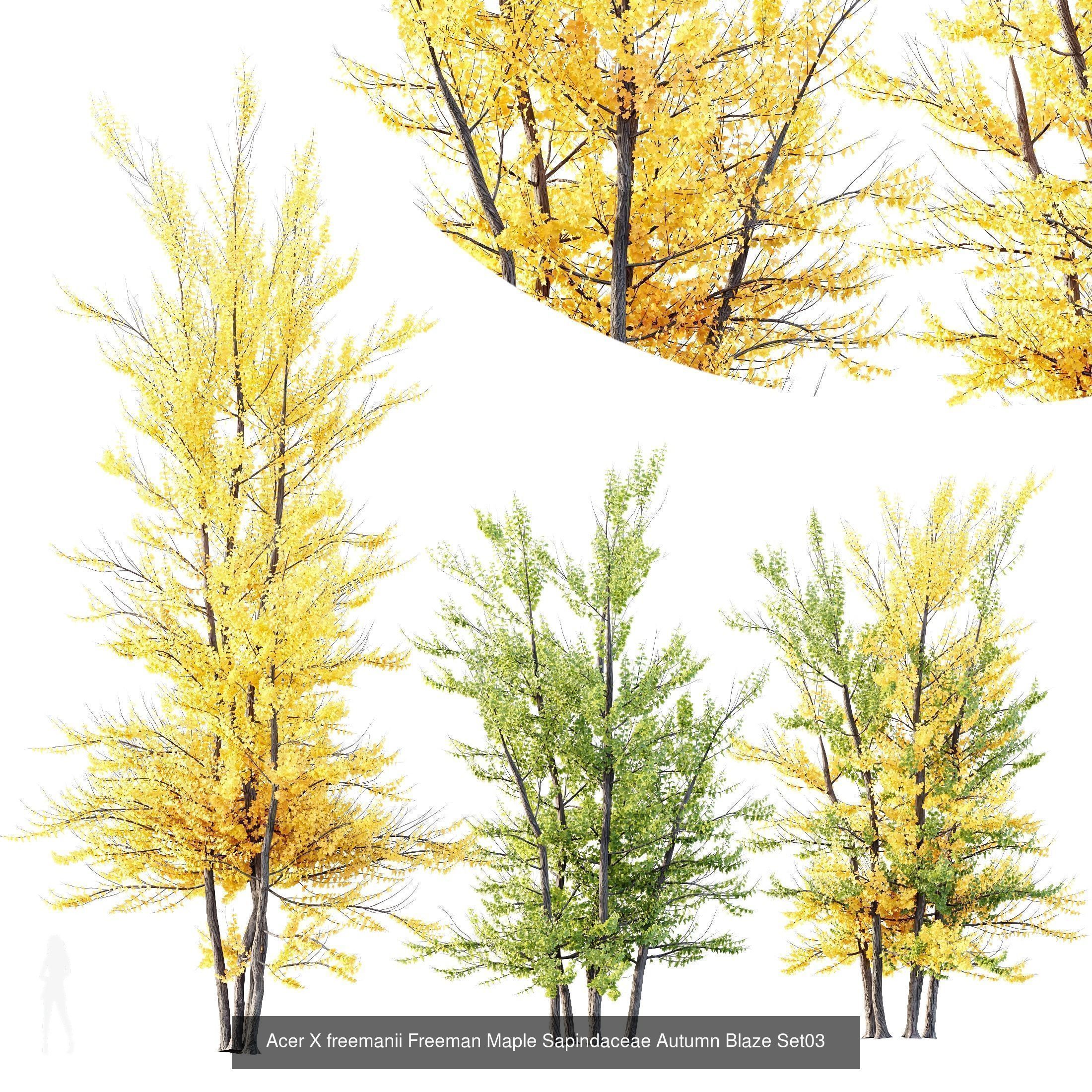 6 Different SETS of Tree SET VOL120 3D Model Collection_4
