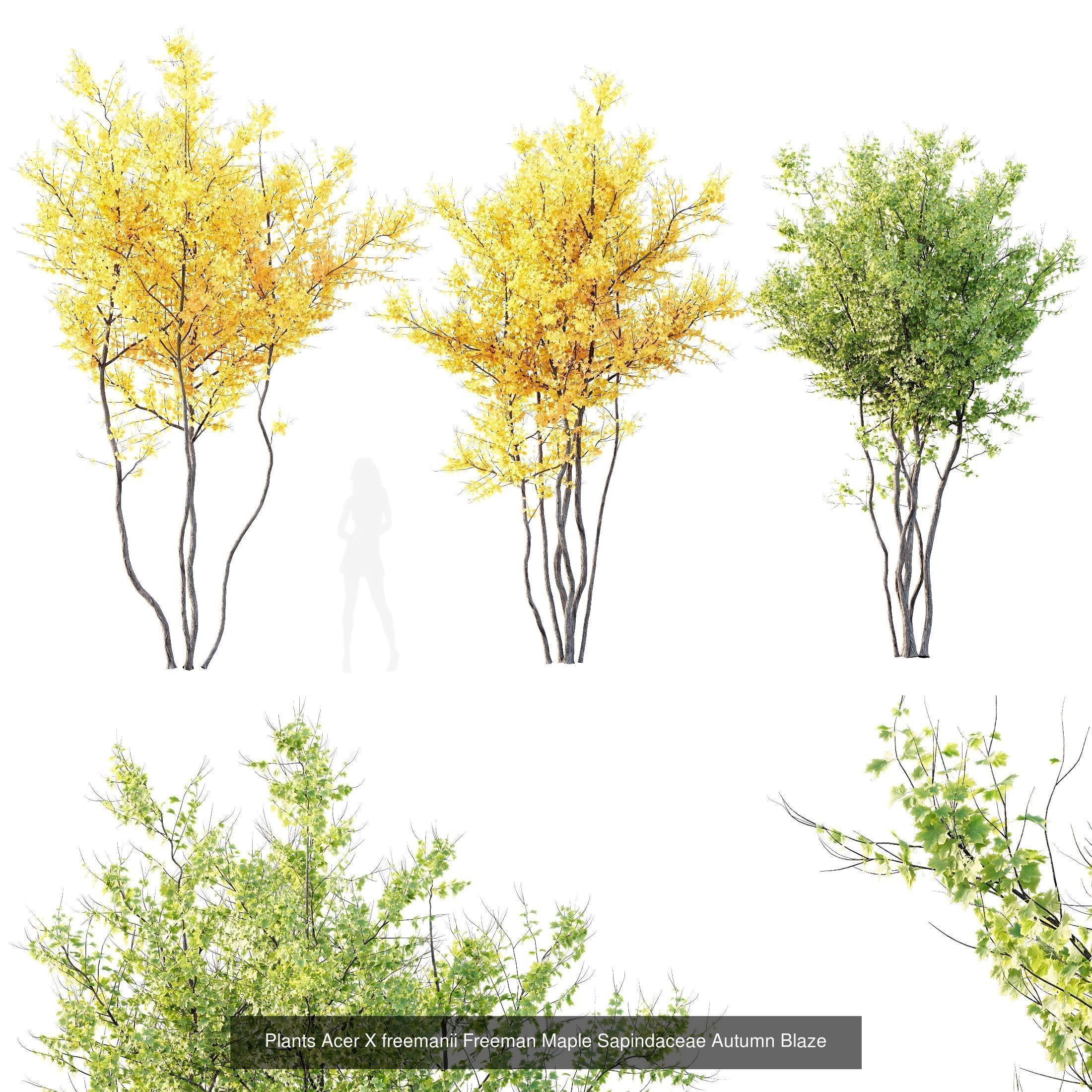 6 Different SETS of Tree SET VOL120 3D Model Collection_6